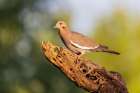 White-winged Dove-Pima County-Arizona Art Print